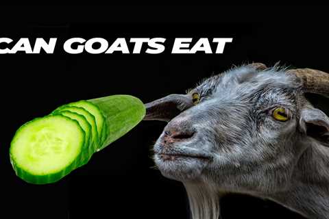Can Goats Eat Cucumbers?