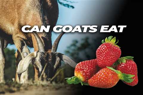 Can Goats Eat Strawberries?