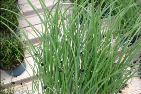 How to Grow Chives