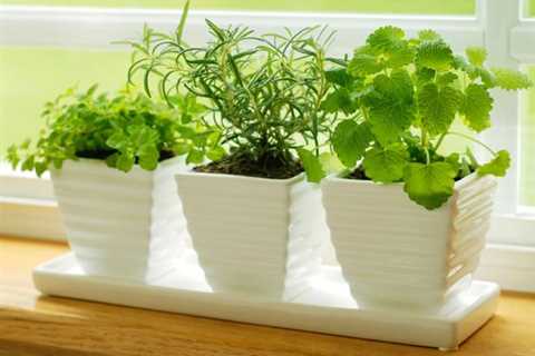 How to Grow a Culinary Herb Garden List