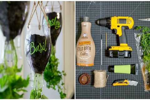 Grow Herbs in a Bottle With a Wine Bottle Herb Grower Garden Kit