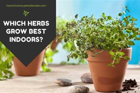 How to Create DIY Countertop Herb Gardens