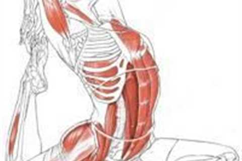 Yoga Muscles Anatomy For Yoga Course