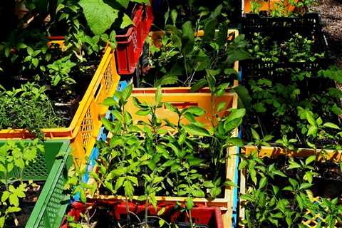 Tips For Growing Your Own Vegetable For Garden