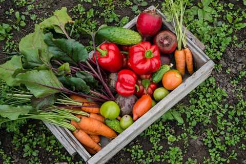 Easy Vegetables to Grow in a Garden