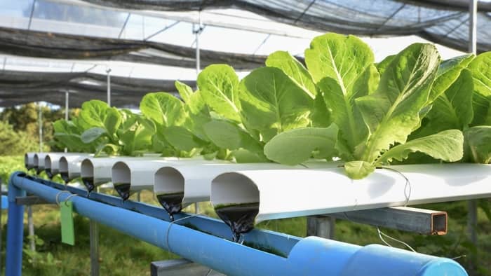 What Can You Grow in an Aquaponics System?
