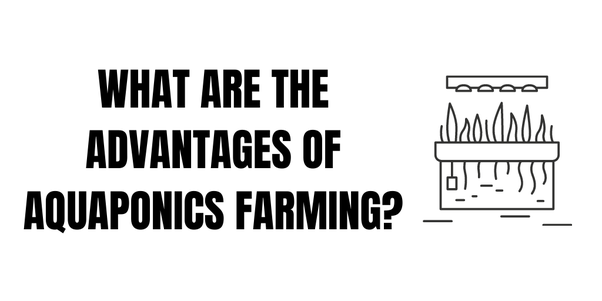 Why Is Aquaponics Important to the Future of Farming?