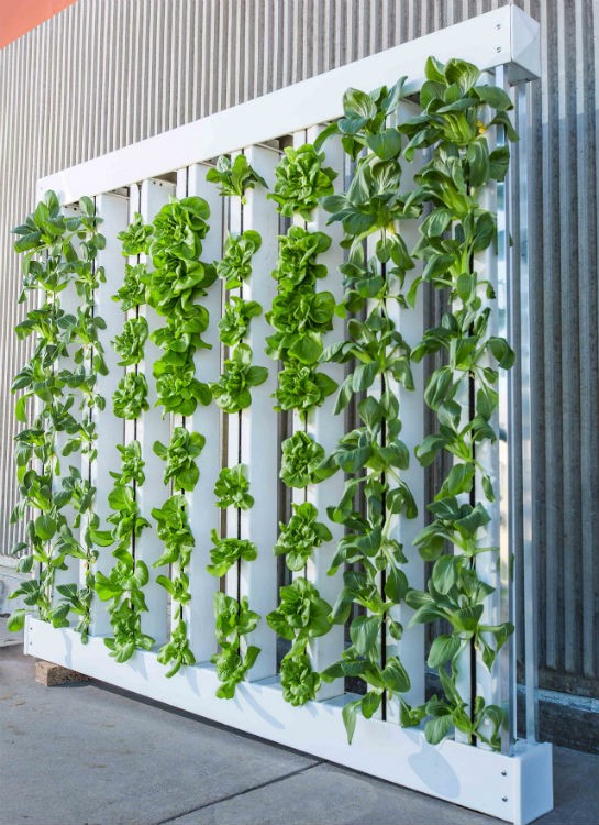 Why Hydroponics Could Be the Future of Farming