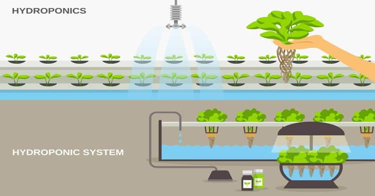 Which Hydroponics System is the Best?