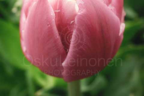 Neat Flower Photos And Rare Images - Osku Leinonen Photography