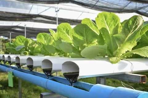 What Can You Grow in an Aquaponics System?