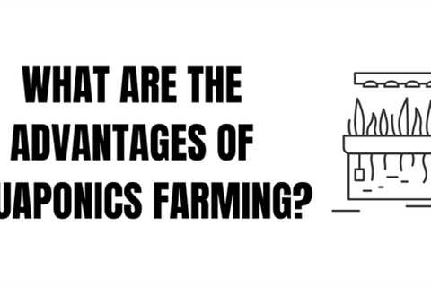 Why Is Aquaponics Important to the Future of Farming?
