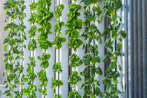 Why Hydroponics Could Be the Future of Farming