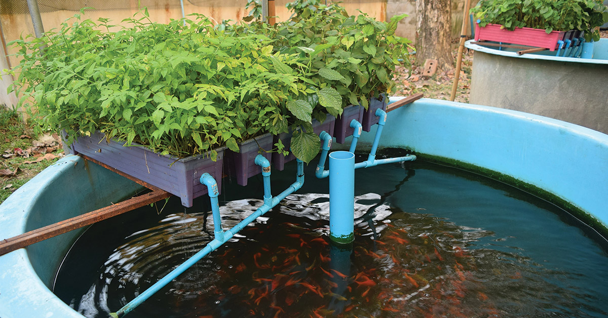 Where Should You Place Your Aquaponics System?