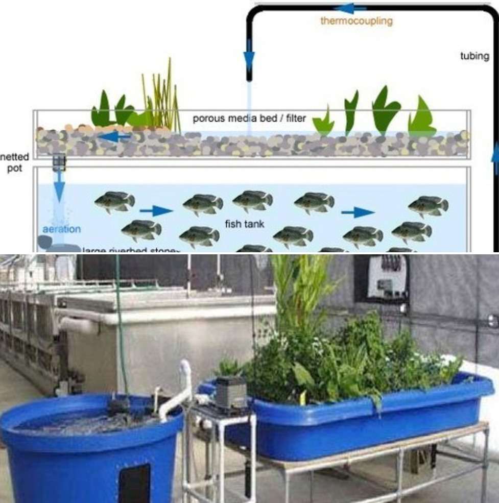 Hydroponic Garden With Fish Tank