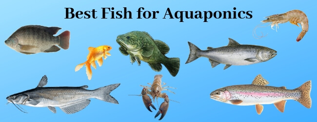 Benefits of Aquaponics With Fish
