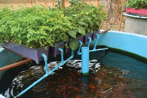 Where Should You Place Your Aquaponics System?