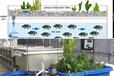 Hydroponic Garden With Fish Tank