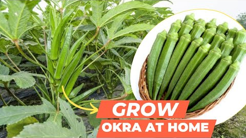 Grow Okra in Home Garden। Home Gardening Tips। Grow Vegetables at Home