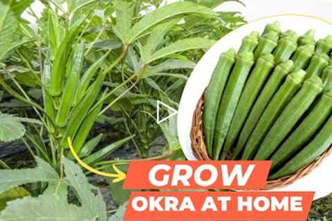 Grow Okra in Home Garden। Home Gardening Tips। Grow Vegetables at Home