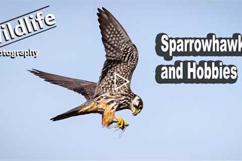 Sparrowhawk and Hobbies | UK Wildlife and Nature Photography | Canon R5