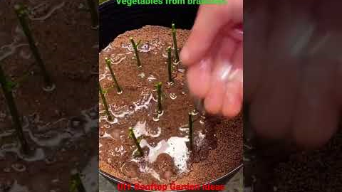 Use Aloe Vera to grow vegetables from cuttings - Gardening ideas for home/ DIY Rooftop Garden Ideas