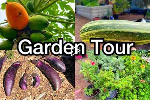 Fall Vegetable Garden Tour, Container Gardening Growing Tomatoes Squash Collard Watermelon Cucumbers