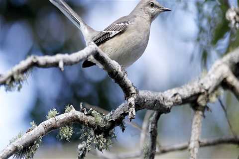 How does the audubon bird count work?