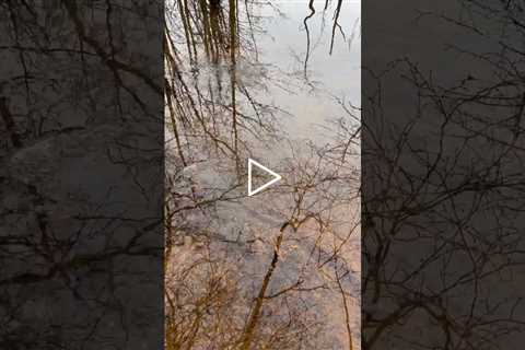 Nature Sounds - Nature Birds - Exploring small bog and bird sounds #naturesounds #birdsounds #shorts