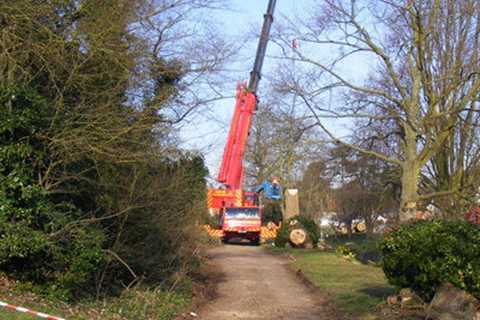 Tree Surgeons in Lower Pexhill 24-Hour Emergency Tree Services Dismantling Felling And Removal