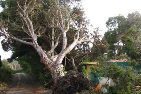 Johnson Fold Tree Surgeon 24 Hour Emergency Tree Services Felling Removal & Dismantling