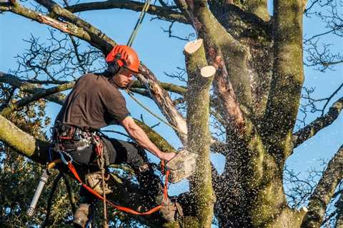 Trimming Tree is Necessary to Reduce Risks of Trees Coming Into Contact With Power Lines