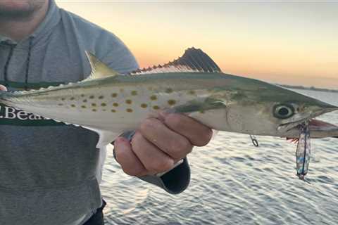 Northeast Exotic: The Spanish Mackerel