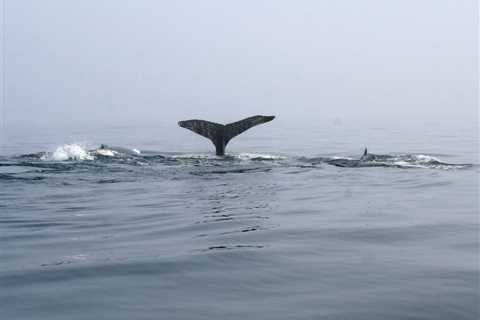 Safe Boating and Fishing Around Whales.