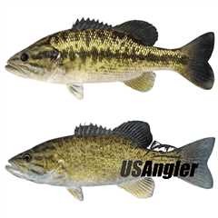 Spotted Bass vs Smallmouth - The Differences Explained