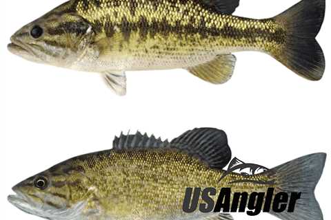 Spotted Bass vs Smallmouth - The Differences Explained