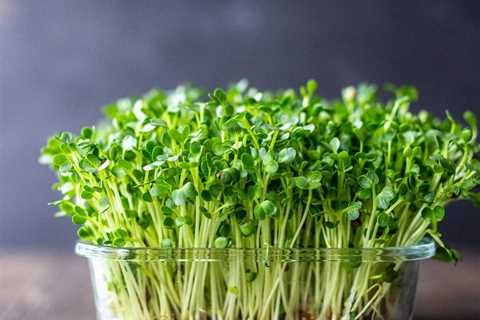 How to Grow Microgreens