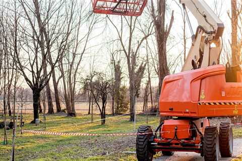 Enhancing The Beauty Of Bethany With Tree Service And Urban Forestry