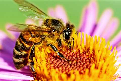 10 Must-Have Plants for a Bee-Friendly Organic Garden Oasis