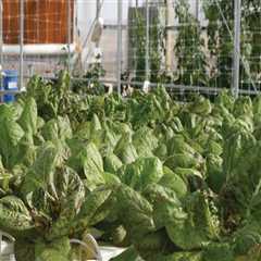 How to Set Up a Successful Hydroponic Garden