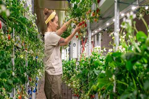 Sustainability and Self-Sufficiency: How Hydroponics Can Help You Achieve Urban Farming Success