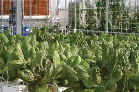 How to Set Up a Successful Hydroponic Garden