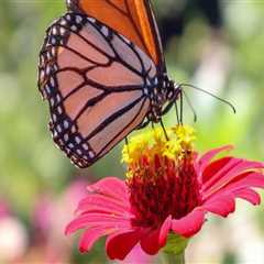 Creating a Butterfly Garden in Southwest Florida: A Guide for Southwest Florida Gardeners