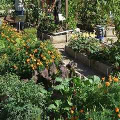 Companion Plants for a Garden in Conroe, Texas: A Guide for Texas Gardeners