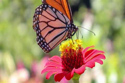 Creating a Butterfly Garden in Southwest Florida: A Guide for Southwest Florida Gardeners