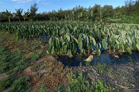 The Main Challenges Facing Hawaii's Food System