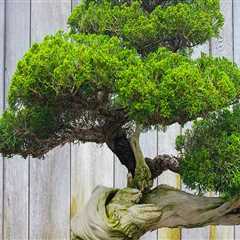 The Art of Bonsai: A Guide to Pruning and Shaping Bonsai Trees in Honolulu