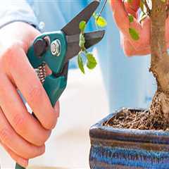Avoid These Mistakes When Caring for a Bonsai Tree in Honolulu