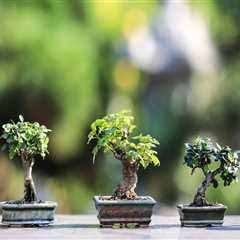 The Traditional Significance of Bonsai Trees in Honolulu Culture