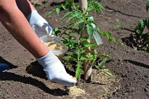 Best Tomato Fertilizers